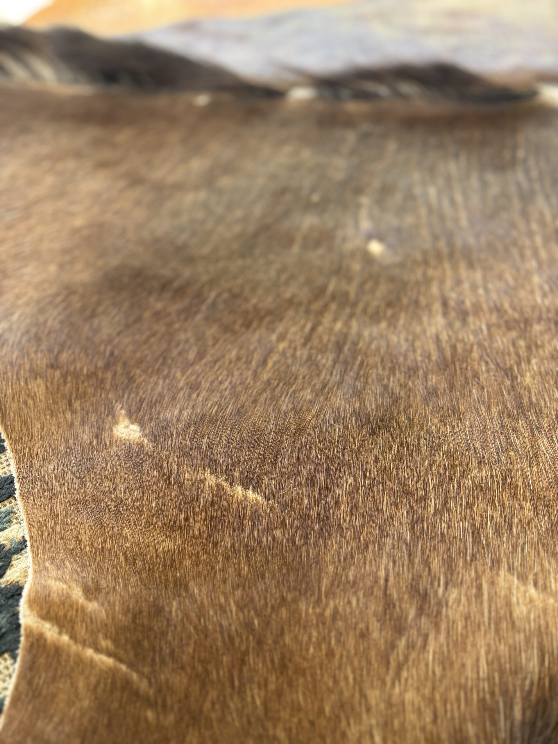 Genuine Sable Antelope Hide Rug with Natural Mane & Tail - Image 4
