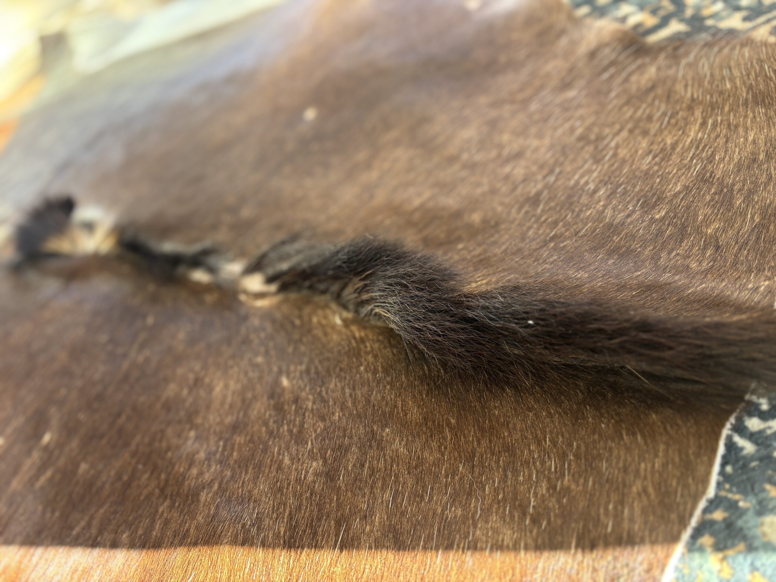 Genuine Sable Antelope Hide Rug with Natural Mane & Tail - Image 2