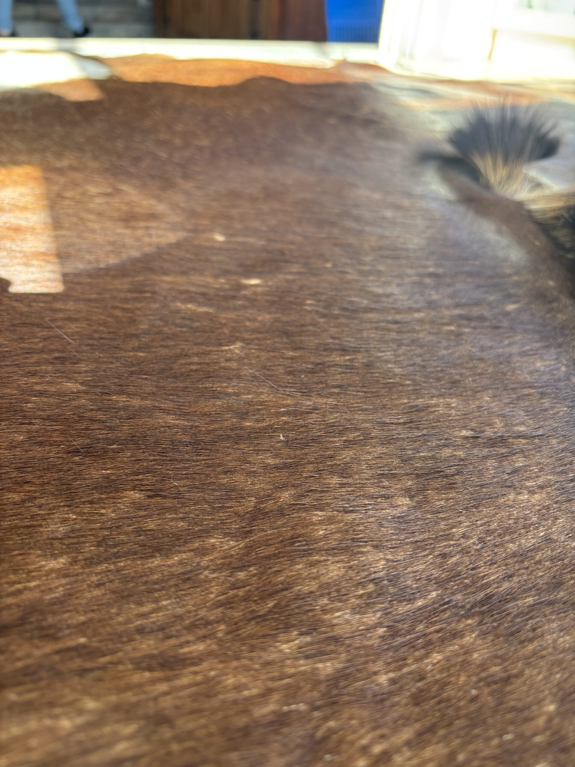 Genuine Sable Antelope Hide Rug with Natural Mane & Tail - Image 3